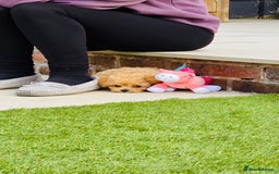 Maltipoo dogs for sale: Quality Exceptionally small maltipoos   - Image 3