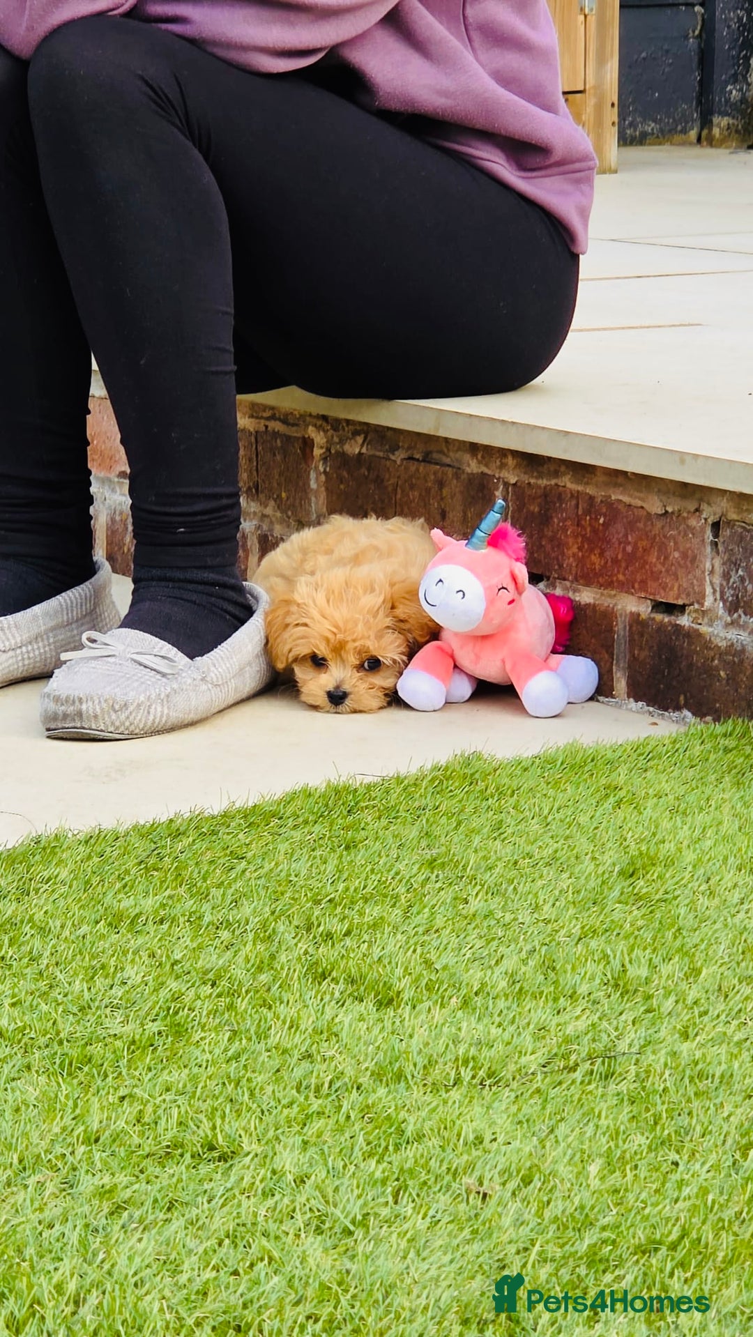 Maltipoo dogs for sale: Quality Exceptionally small maltipoos   - Image 3
