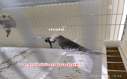 Budgerigars birds for sale: Budgies  and Cockatiel for sale  - Image 14
