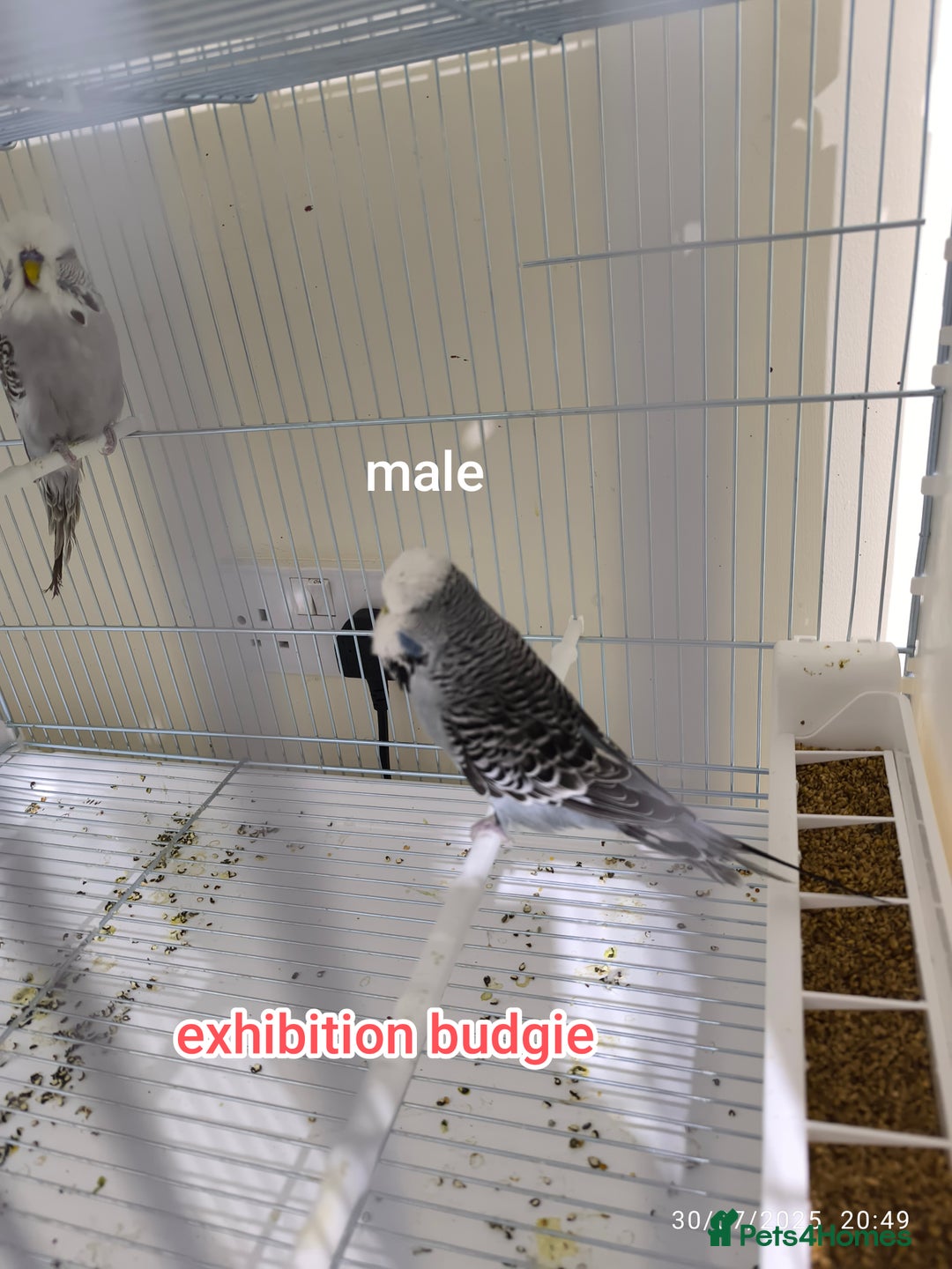 Budgerigars birds for sale: Budgies  and Cockatiel for sale  - Image 14