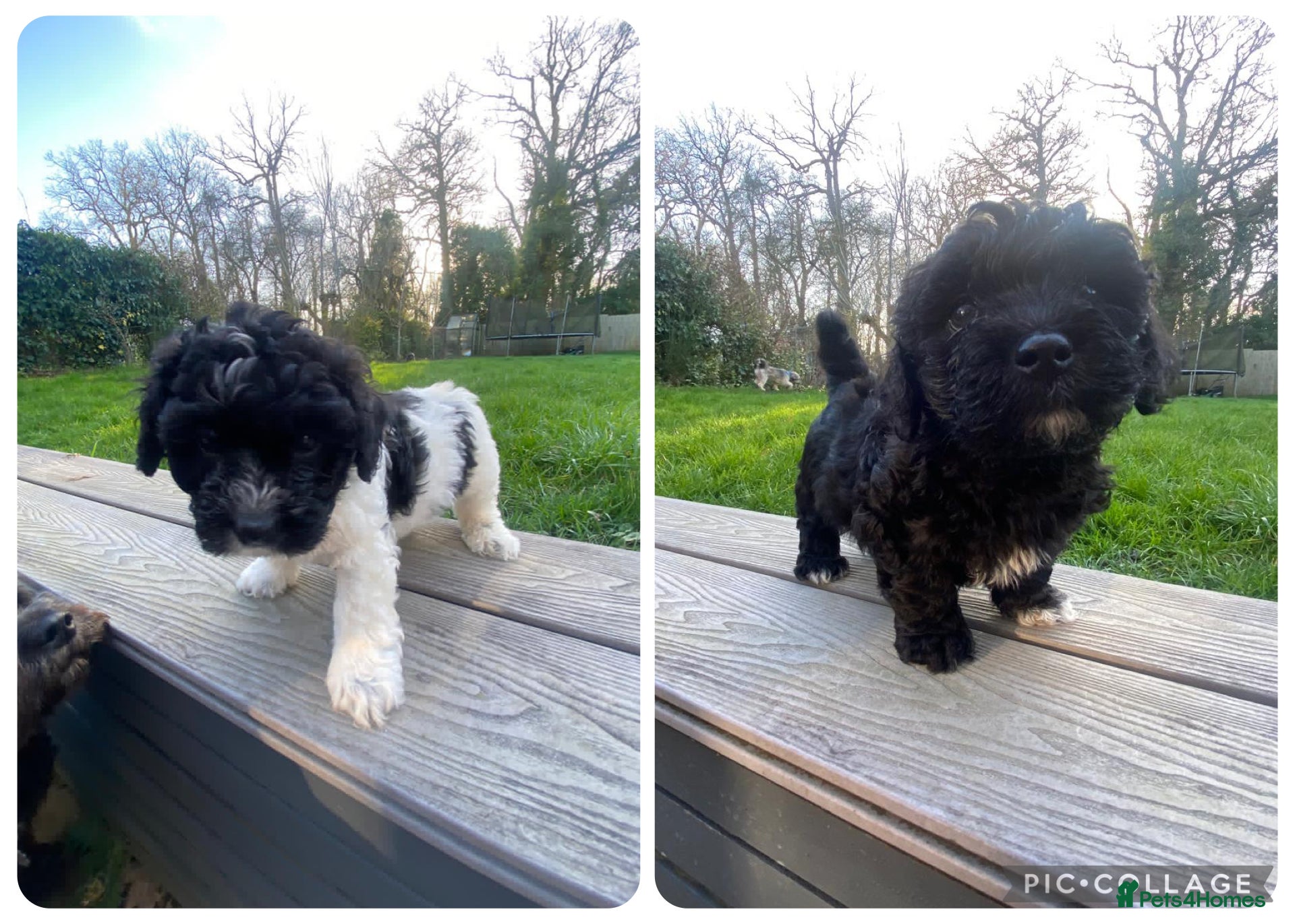 Poochon dogs Poochon Puppies- Health Tested Parents-Home Raised - Advert 13