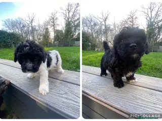 Poochon dogs Poochon Puppies- Health Tested Parents-Home Raised - Advert 13