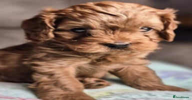 Cavapoo dogs - Advert 1