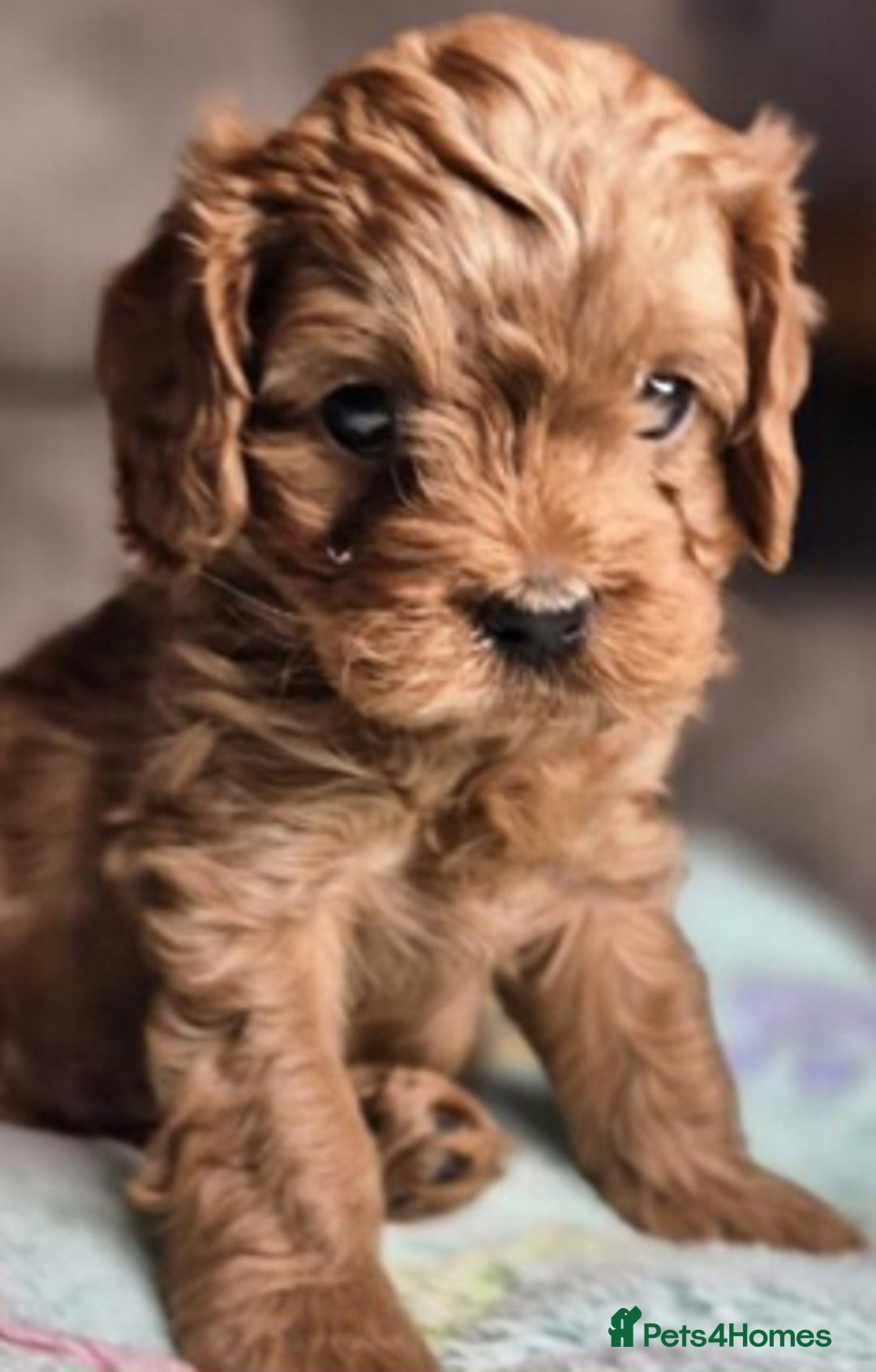 Cavapoo dogs for sale: Miniature F1 cavapoo  - Image 4