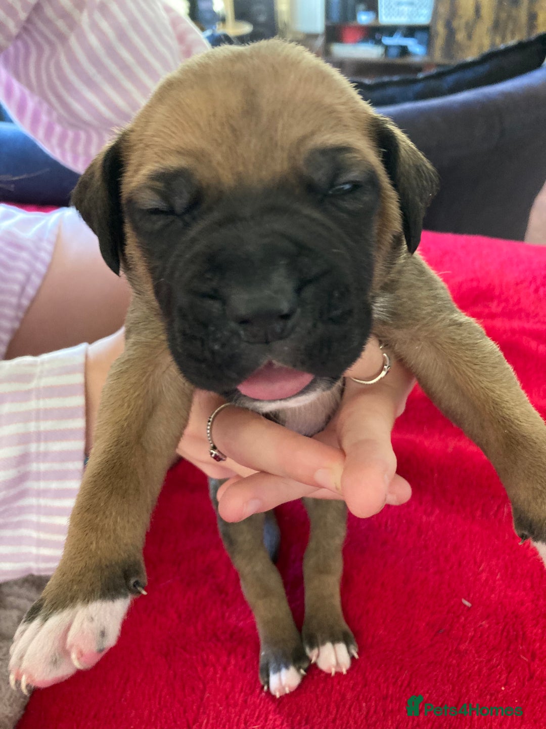 Mixed Breed dogs for sale: Mastiff x Staffy Puppies  - Advert 13