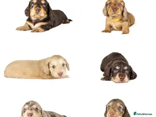 Miniature Dachshund dogs Long haired mini daschunds - Advert 16