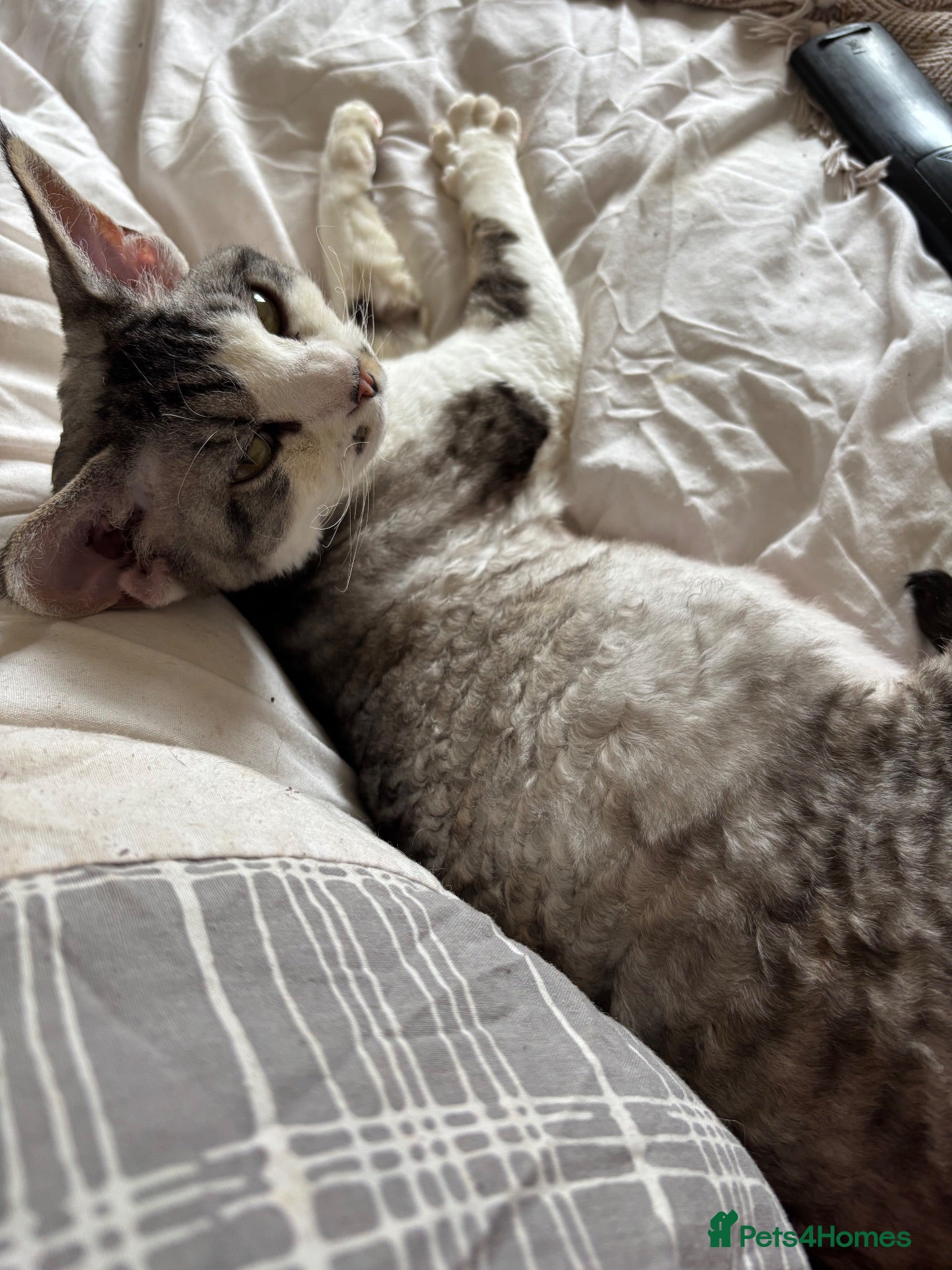Devon Rex cats Quintelin Devon Rex - Advert 1