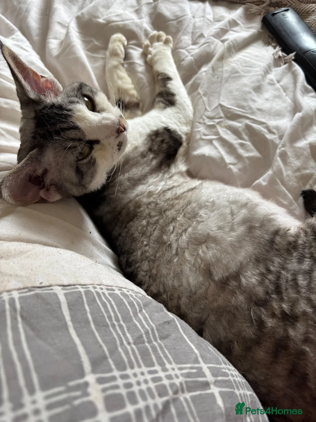 Devon Rex cats for sale: Quintelin Devon Rex - Advert 1