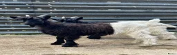 Goats livestock for sale: Valais Black Neck wethers - Advert 2