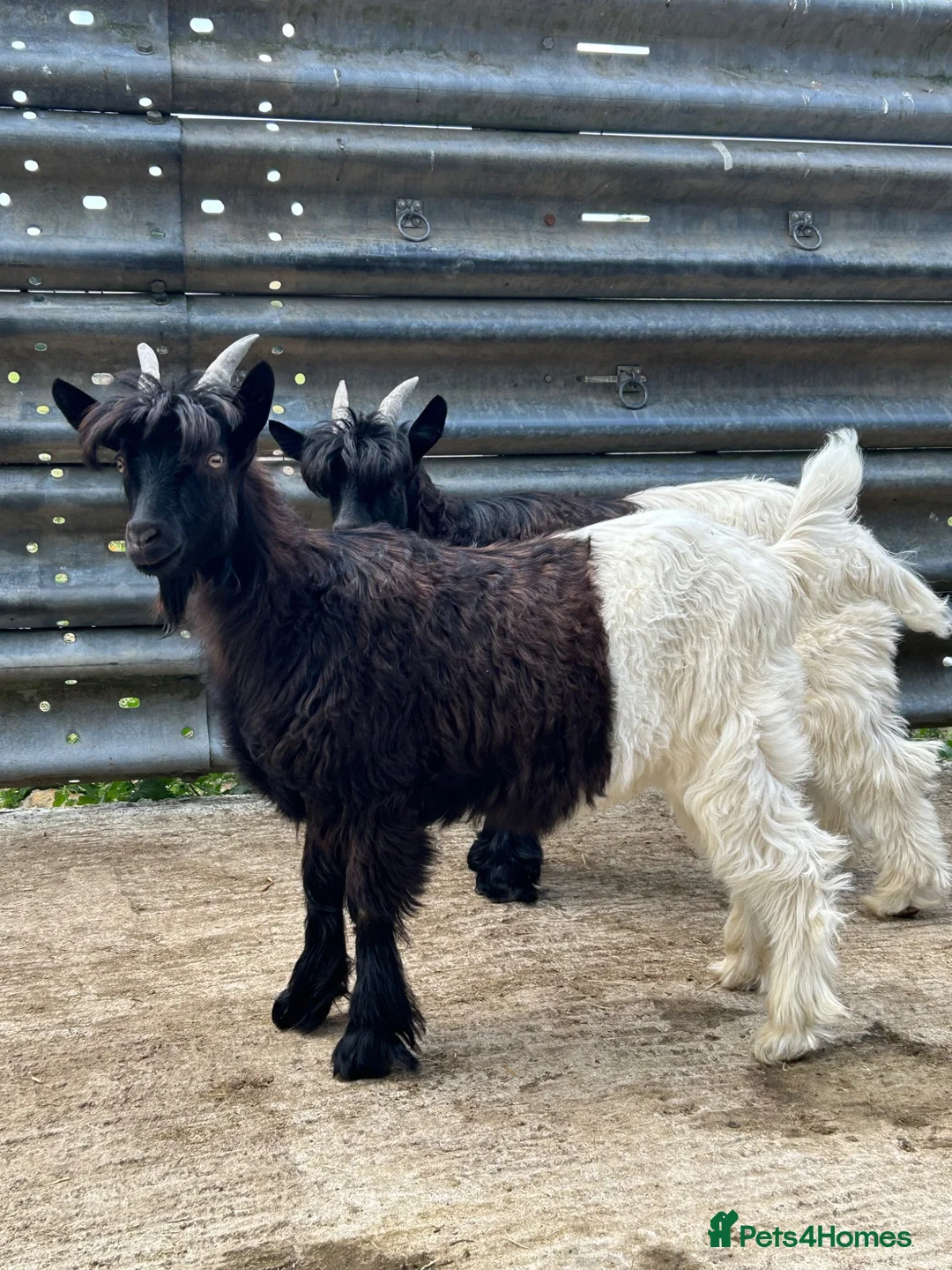 Goats livestock for sale: Valais Black Neck wethers - Advert 2