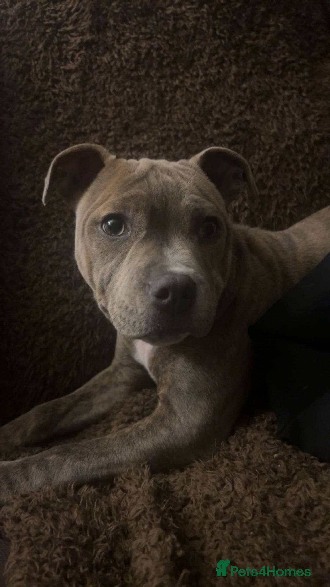 Staffordshire Bull Terrier dogs for sale: Eight gorgeous staffy puppies. - Advert 31