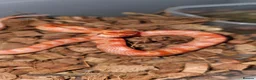 Corn Snake reptiles for sale: Healthy amelanistic baby cornsnakes  - Advert 4