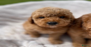 Cockapoo dogs - Advert 11