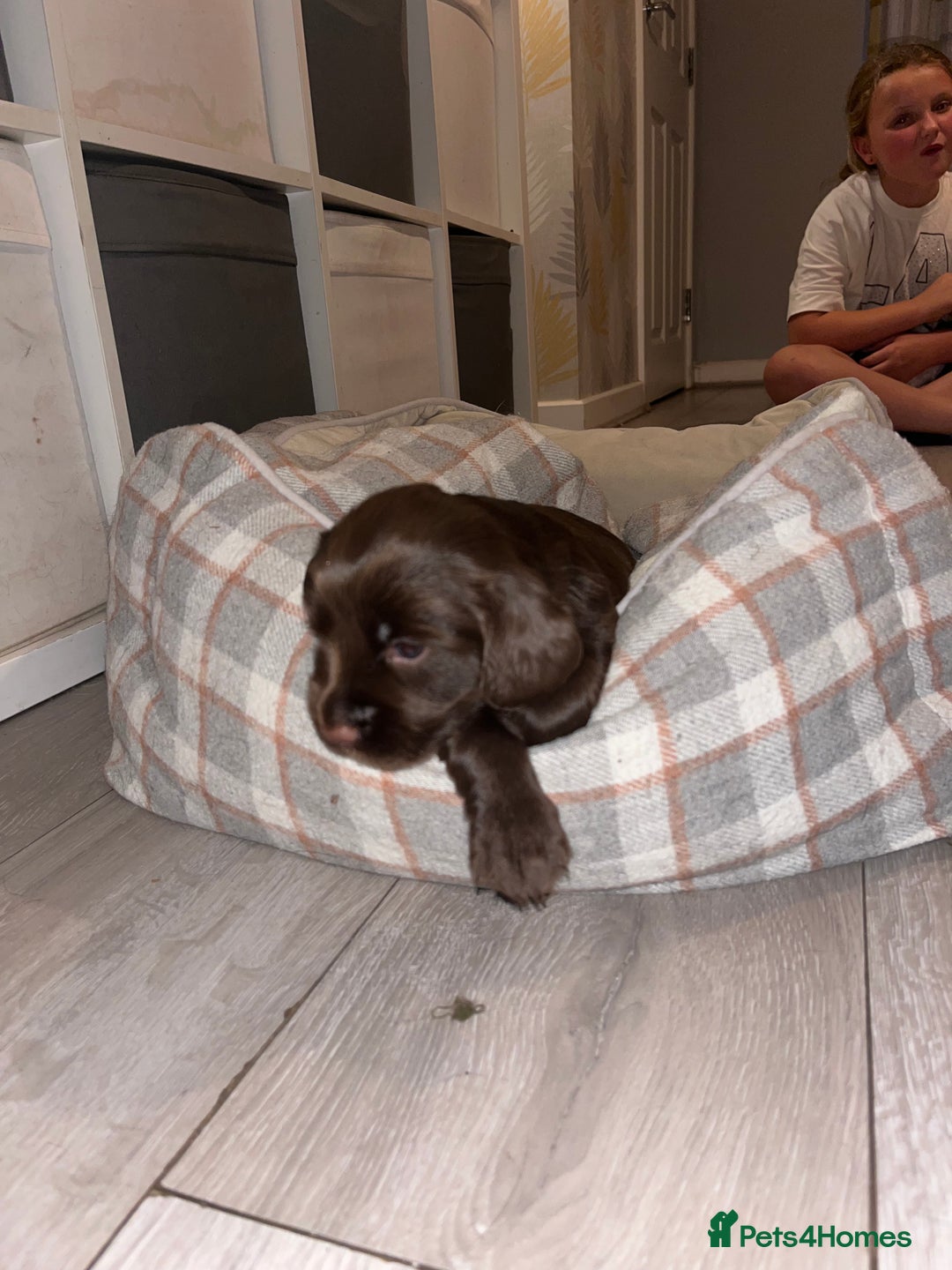 Sprocker dogs for sale: Beautiful sprocker puppies  - Image 4