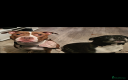 Mixed Breed dogs for sale: Beautiful American bulldog x staffie puppies  - Image 21