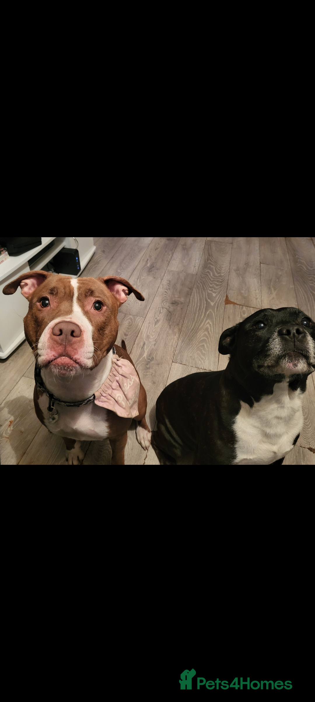Mixed Breed dogs for sale: Beautiful American bulldog x staffie puppies  - Image 21