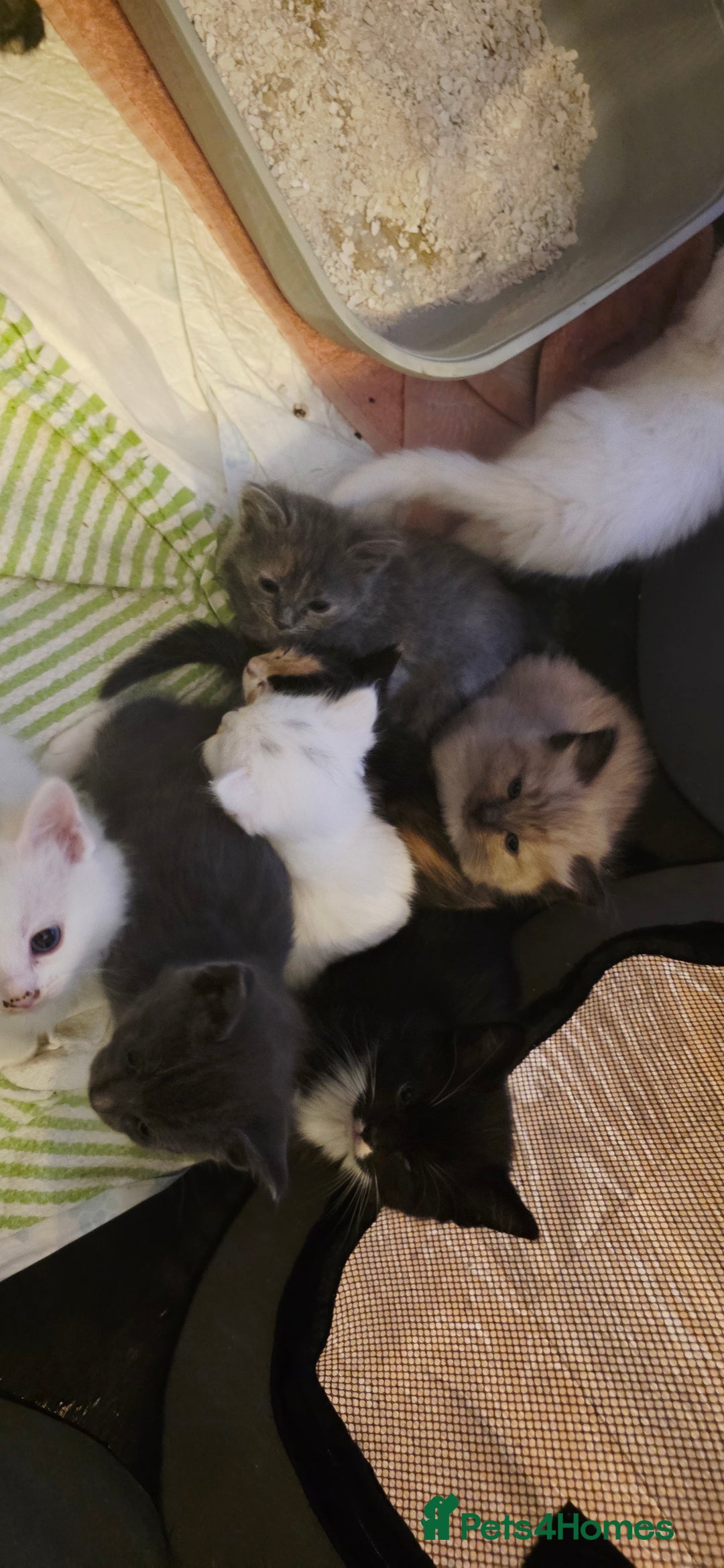 Ragdoll cats for sale: Ragdoll mum kittens - Image 10