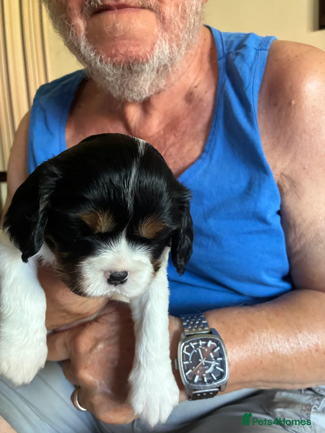 Cavalier King Charles Spaniel dogs for sale: Stunning puppies  in Oldham - Advert 1