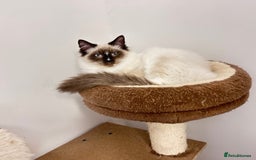 Ragdoll cats for sale: Fluffy and floppy Ragdoll kittens - Advert 1