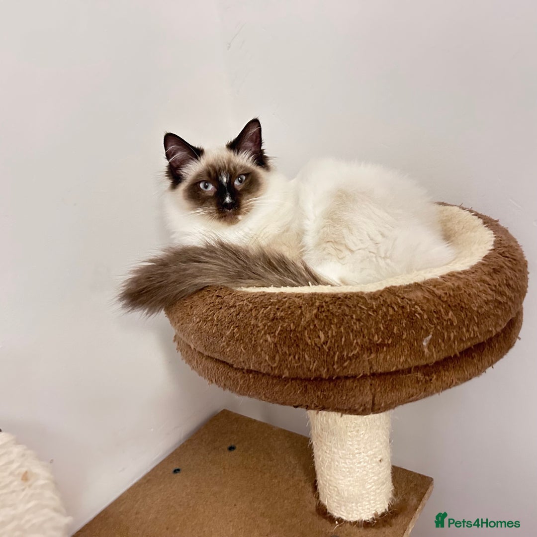 Ragdoll cats for sale: Fluffy and floppy Ragdoll kittens - Advert 1