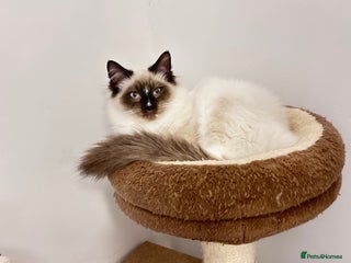 Ragdoll cats for sale: Fluffy and floppy Ragdoll kittens - Advert 2