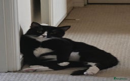 Domestic Shorthair cats for sale: Callie & Clive - Image 6
