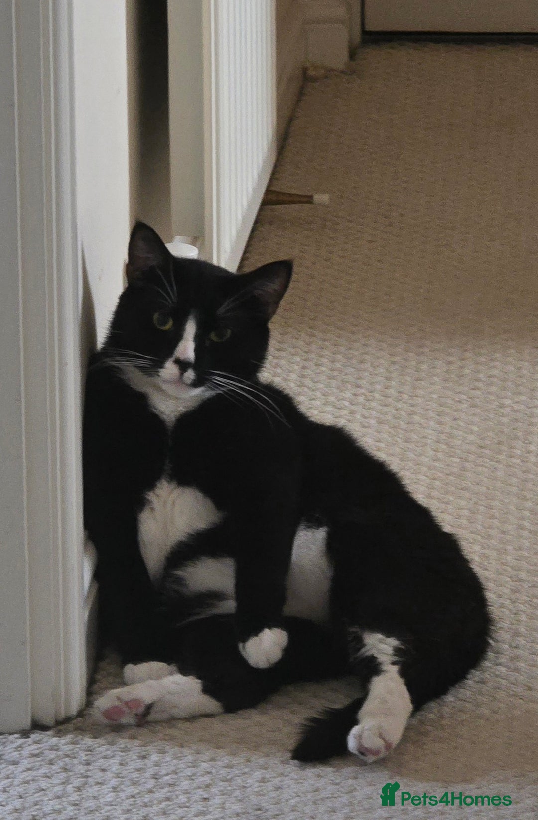 Domestic Shorthair cats for sale: Callie & Clive - Image 6
