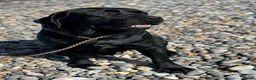 Labrador Retriever dogs for stud: Labrador, proven, health tested, show bred  - Advert 9