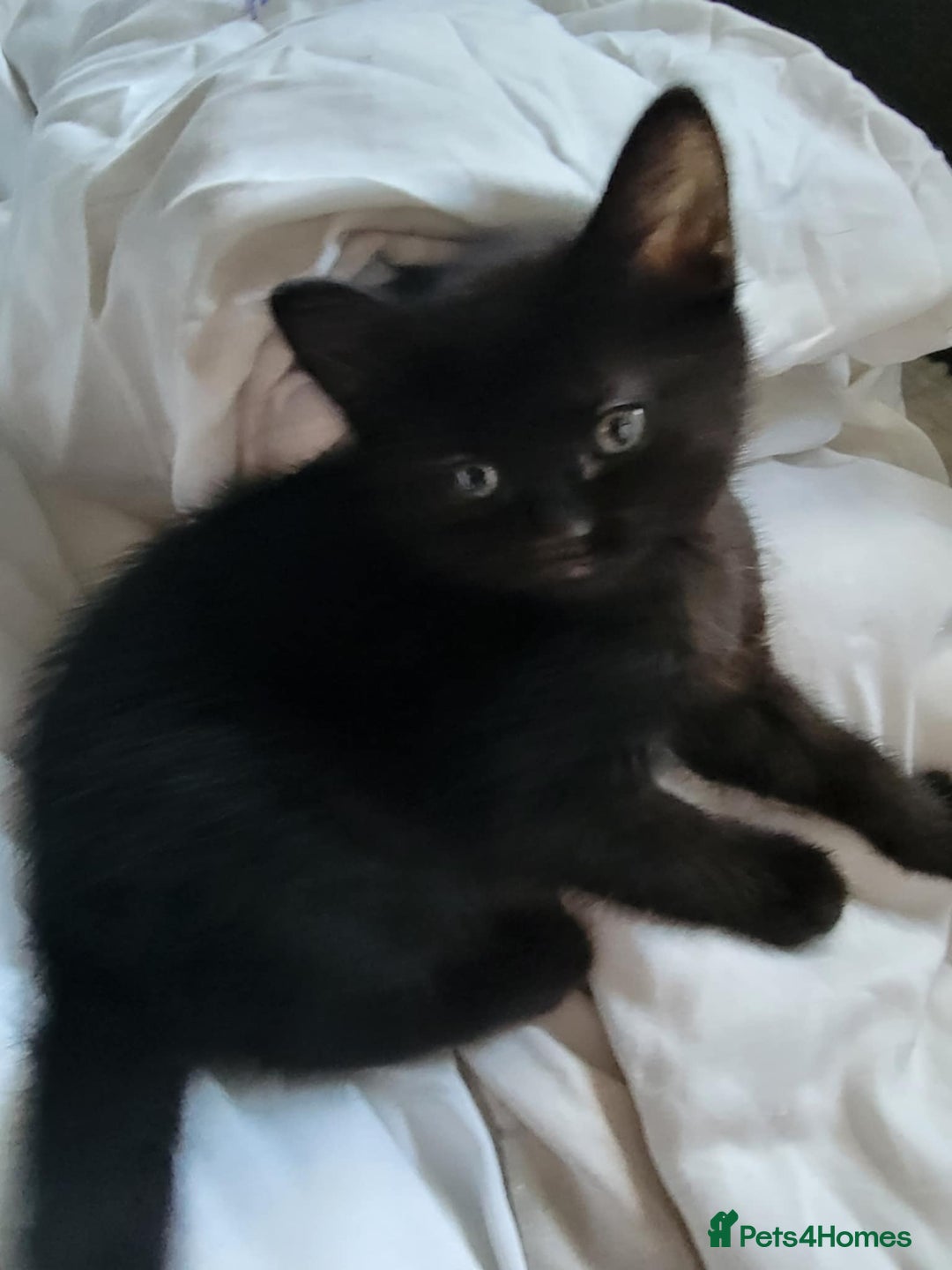 Mixed Breed cats for sale: Beautiful kittens for sale - Advert 20