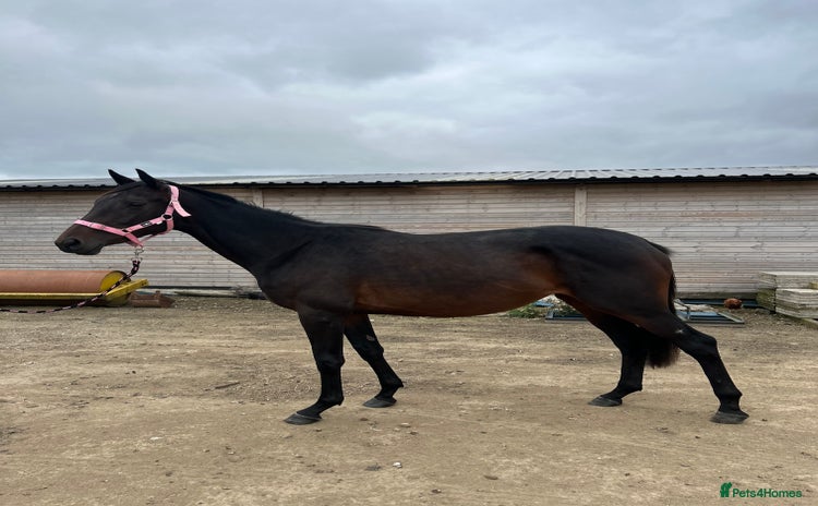 Other Breed horses - Advert 1