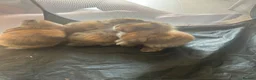 Mini Lop rabbits for sale: Mini lop Bunnies  - Advert 7