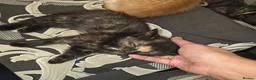 Mixed Breed cats for sale: Beautiful kittens looking for forever home - Advert 30