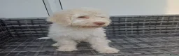 Lagotto Romagnolo dogs for sale: Reduced Lagotto Vet Checked/Chipped/Vaccinated   - Advert 3