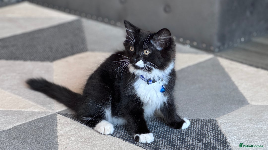 Mixed Breed cats for sale: Mix ragdoll kittens  - Image 4