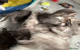 Maine Coon cats for sale: Stunning mainecoon kittens for sale.  - Image 10