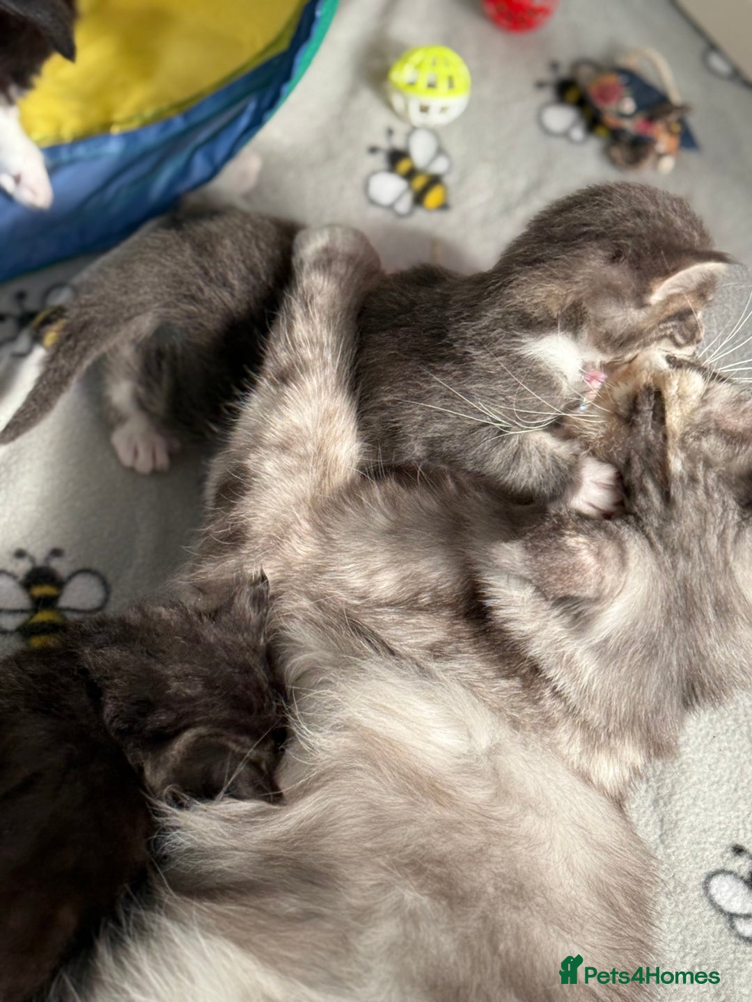 Maine Coon cats for sale: Stunning mainecoon kittens for sale.  - Image 10