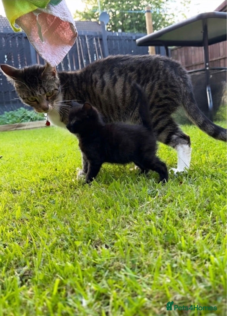 Mixed Breed cats 3 Fluffy kittens ready for their new homes - Advert 4