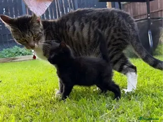 Mixed Breed cats 3 Fluffy kittens ready for their new homes - Advert 4