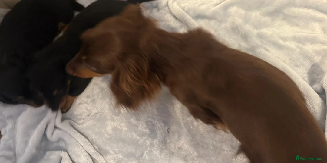 Miniature Dachshund dogs for sale: 3 beautiful miniature dachshunds 🐶  - Advert 10