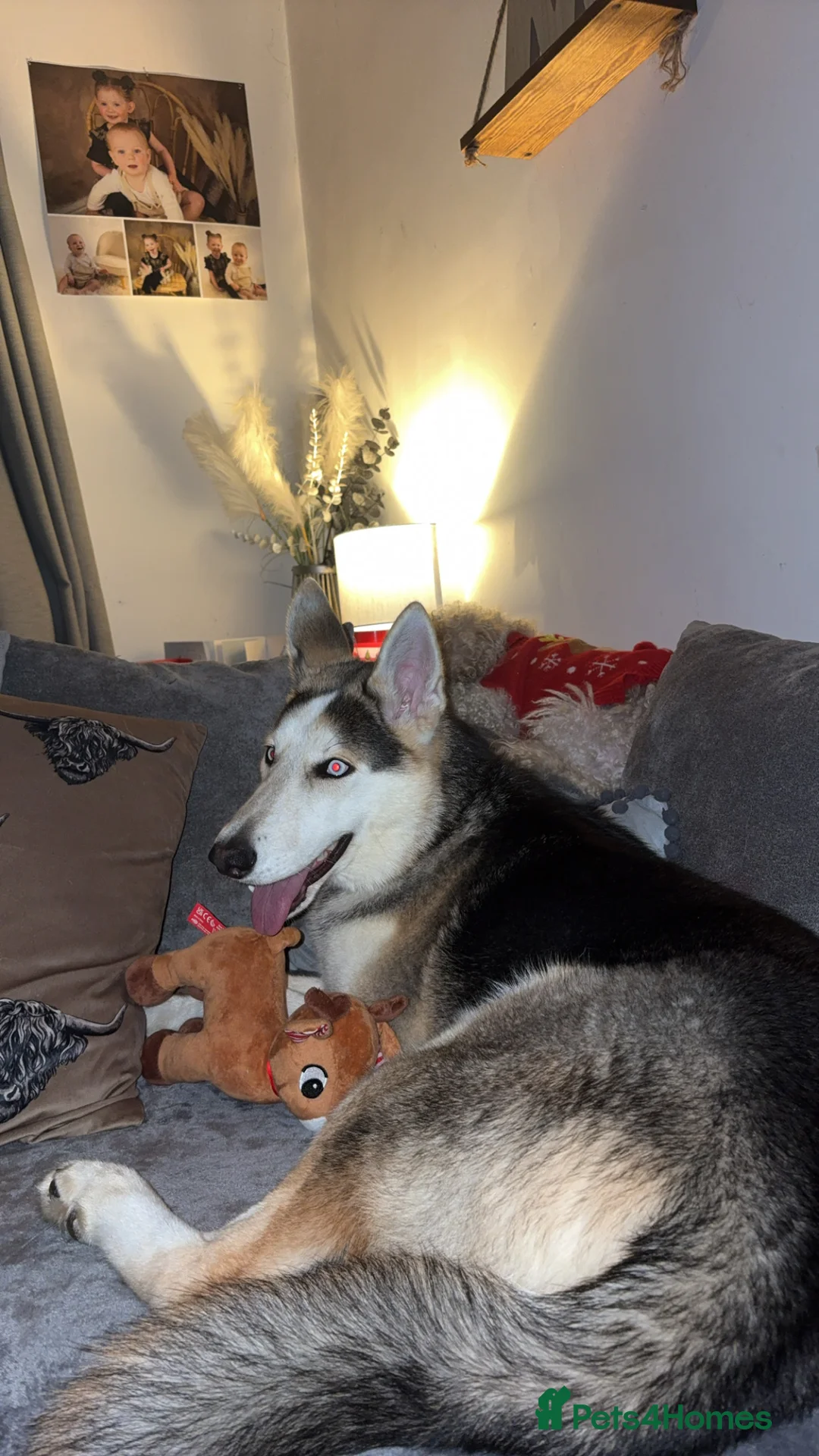 Shepsky dogs for sale: Looking to rehome our 8 month old Shepsky - Advert 6