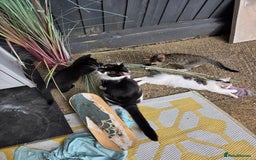 Mixed Breed cats for sale: 3 beautiful kittens  - Image 5