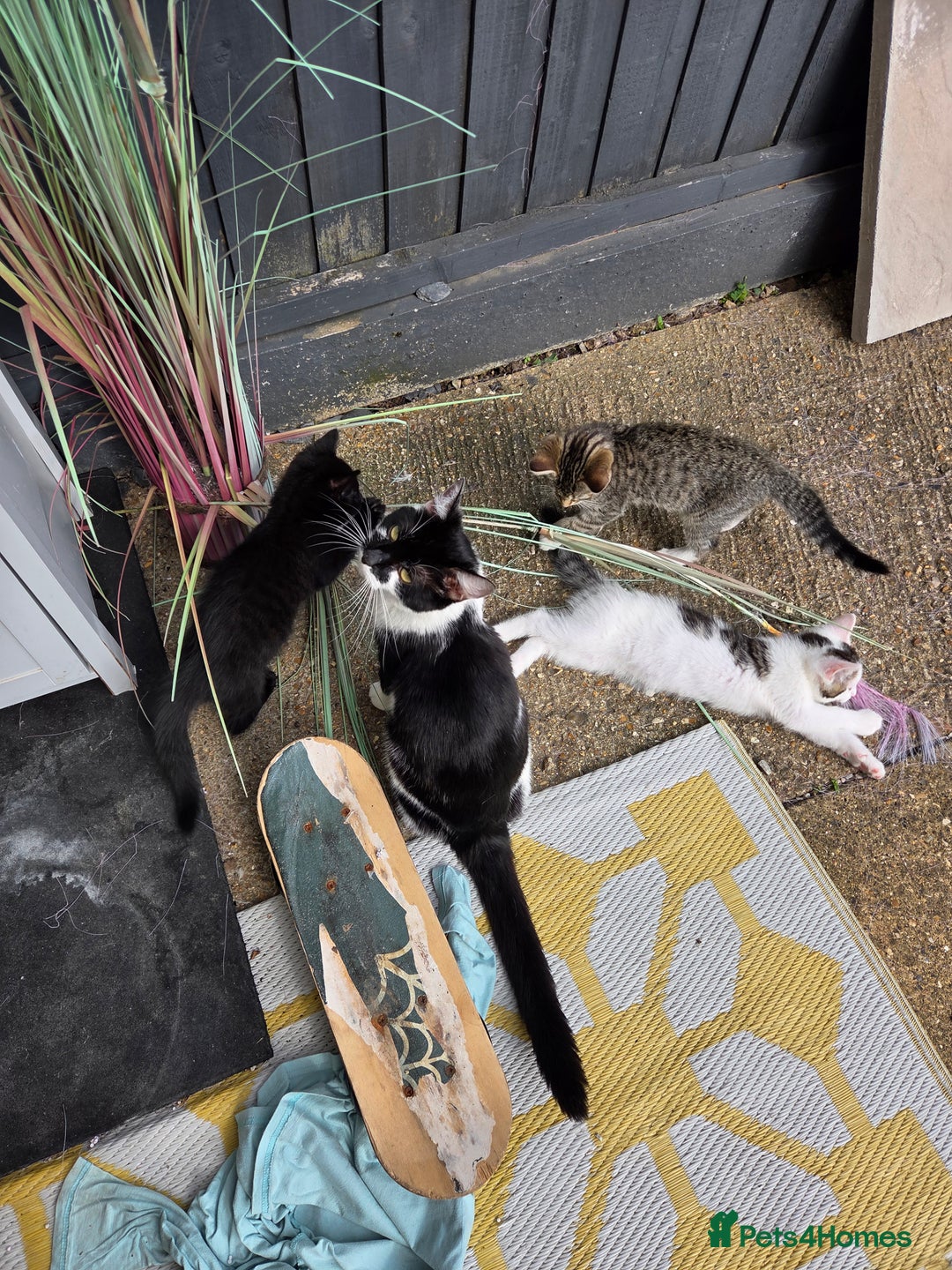 Mixed Breed cats for sale: 3 beautiful kittens  - Image 5