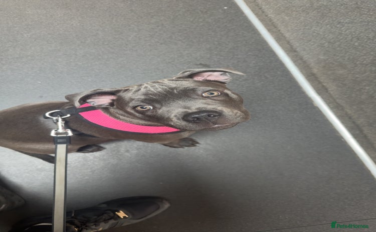 Staffordshire Bull Terrier dogs for sale - Advert 1