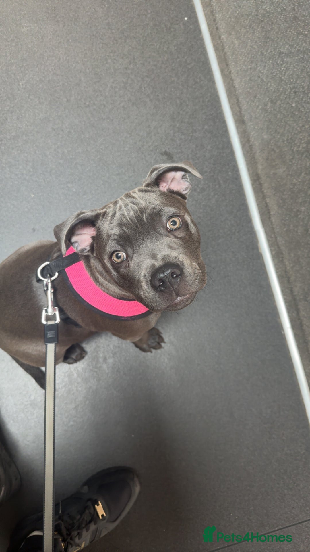 Staffordshire Bull Terrier dogs for sale: Blue Staffy - Image 1