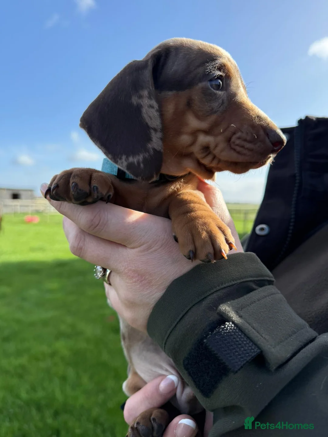 Dachshund dogs for sale: Beautiful Smooth minis for sale  - Advert 2