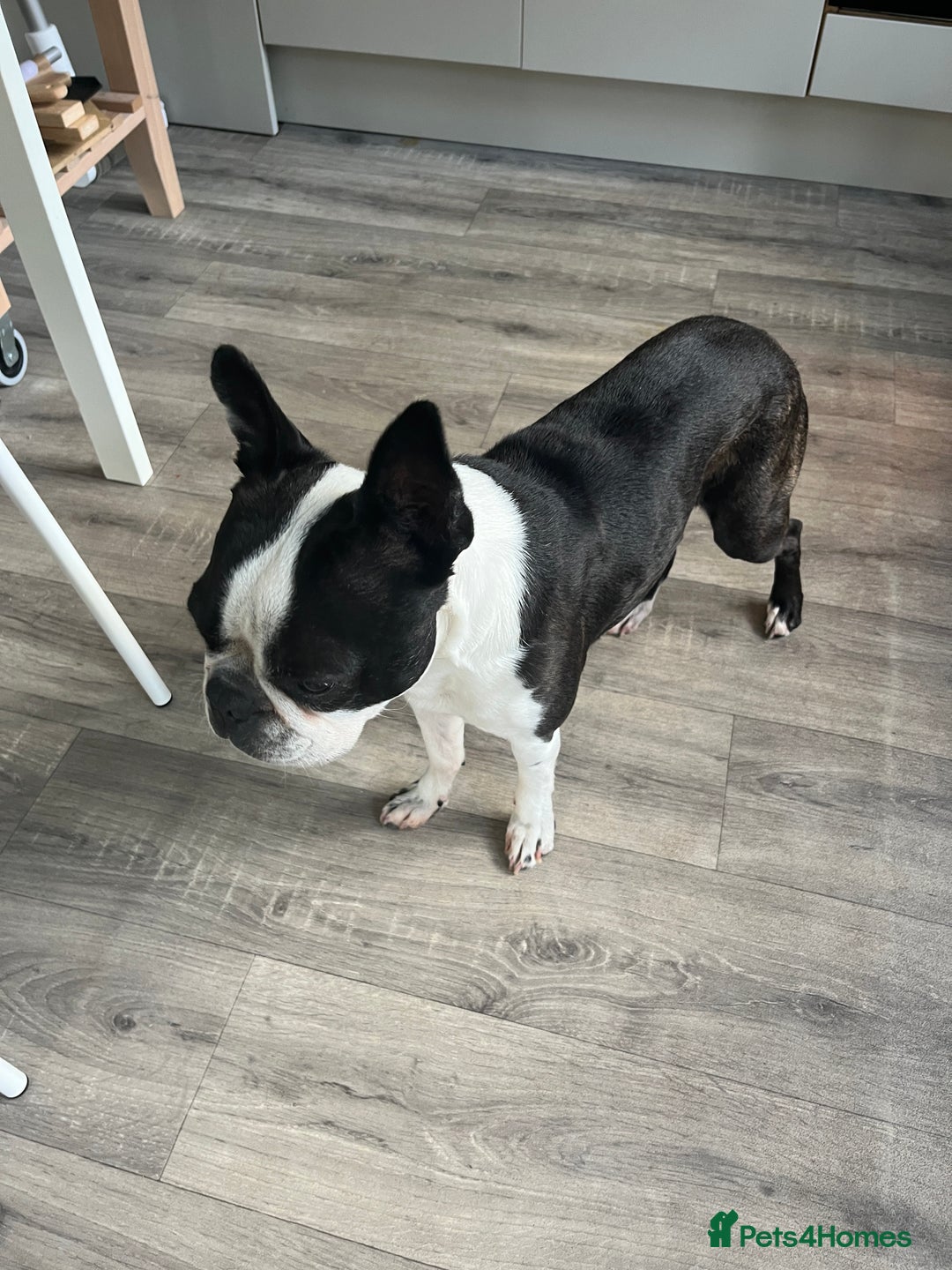 Boston Terrier dogs for stud: KC Boston Terrier for Stud - Image 3