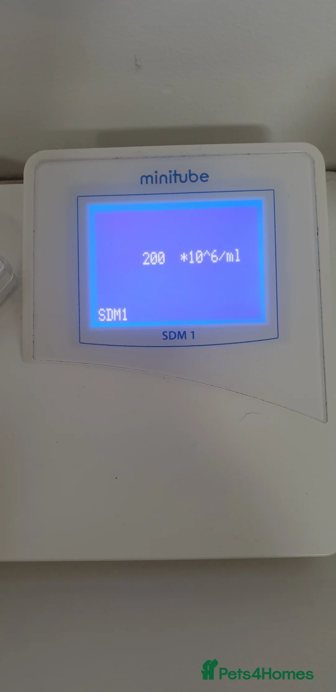 Shar Pei dogs for stud: studded previously in Liverpool - Advert 2