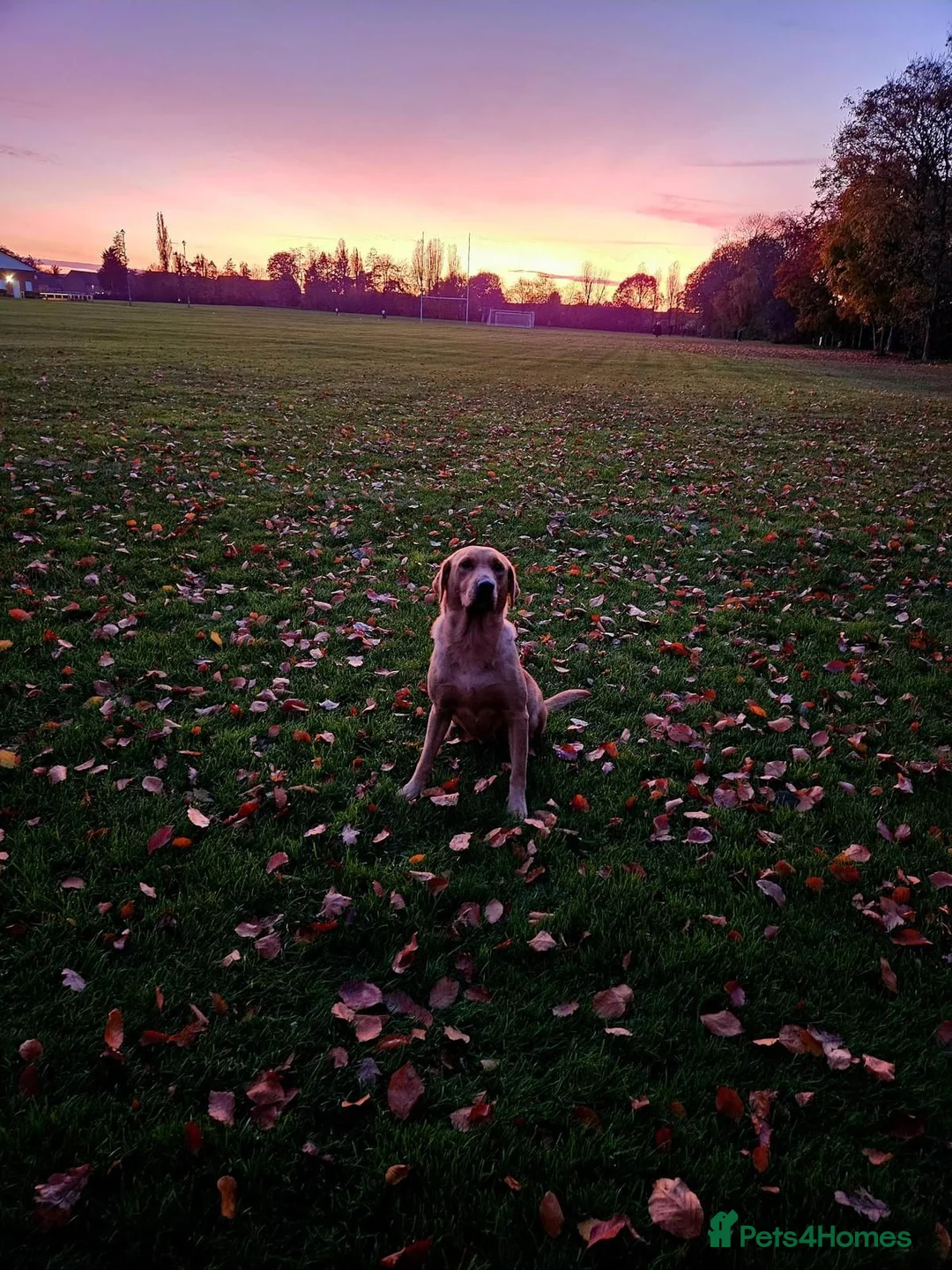 Labrador Retriever dogs for sale: KC REGISTERED FOX RED LABRADOR PUPPIES  - Advert 2