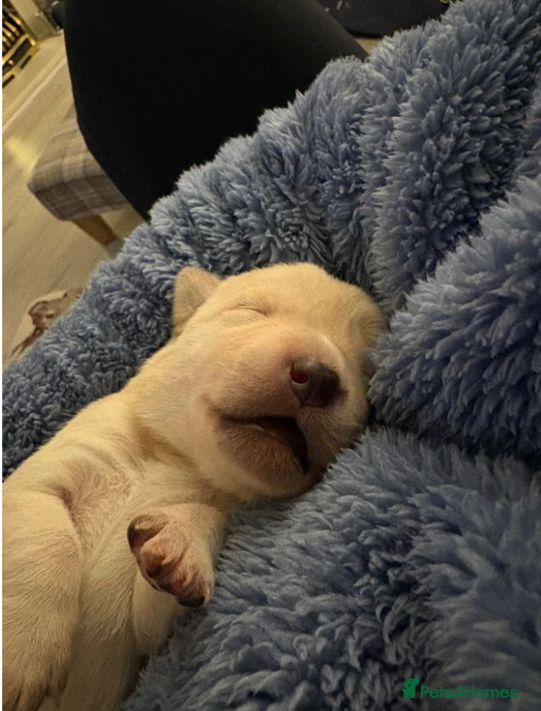 Mixed Breed dogs for sale: KC-Line Labrador Retriever Puppies for Loving Home - Advert 6