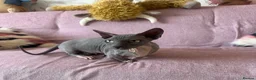 Sphynx cats for sale: Bambino female for sale  - Advert 3